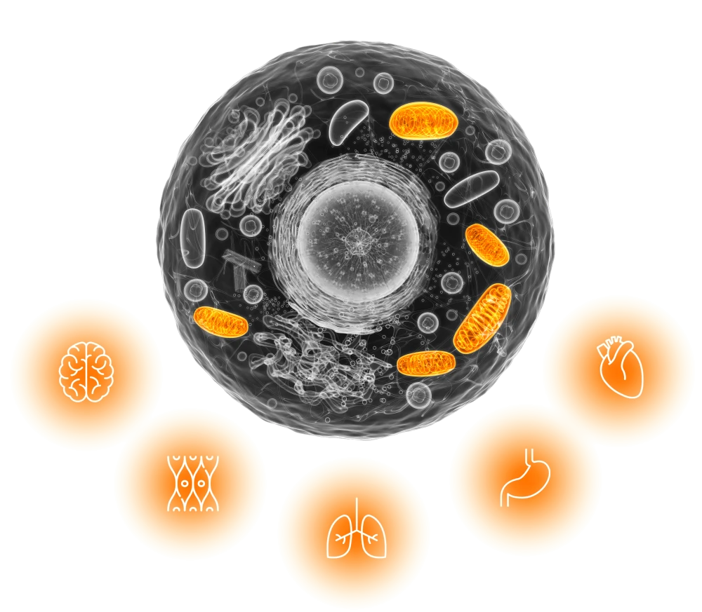 Cell with mitochondria — DiSu™ targets cellular energy production